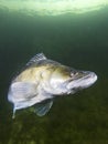 Pike perch Sander lucioperca Underwater shot Royalty Free Stock Photo