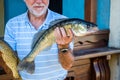 Pike perch Stizostedion Lucioperca Zander an elderly man holds a caught fish in his hand Royalty Free Stock Photo