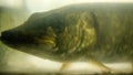 Pike in the pond with reduced transparency Royalty Free Stock Photo