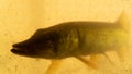 Pike in the pond with reduced transparency Royalty Free Stock Photo