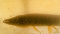 Pike in the pond with reduced transparency Royalty Free Stock Photo