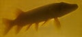 Pike in the pond with reduced transparency Royalty Free Stock Photo