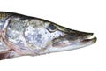 Pike`s head on a white background Royalty Free Stock Photo