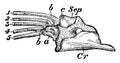 Pike Scapulocoracoid vintage illustration