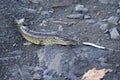 Pike on spoon bait Royalty Free Stock Photo