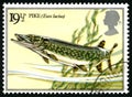 Pike UK Postage Stamp Royalty Free Stock Photo