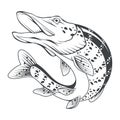 Pike. Vector illustration of a sketch jumping fish. Fishing logo. Angry fish Royalty Free Stock Photo