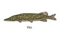 Pike, vintage drawing. Realistic river freshwater fish, water animal species drawn in retro style. Esox lucius side view