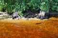 Pike in the water column of Lososinnoye Lake in Karelia. Two stumps - driftwood. Clear brown water with a high iron