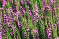 piked Loosestrlfe or Purple Lythrum flowers blooming in the garden Royalty Free Stock Photo
