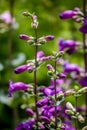 Pikes Peak Purple (Penstemon mexicali)