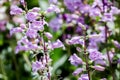 Pikes Peak Purple (Penstemon mexicali)