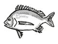 Pikey Bream Australian Fish Cartoon Retro Drawing Royalty Free Stock Photo