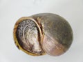 Pila ampullacea as a freshwater snail that usually consumed in Indonesia Royalty Free Stock Photo