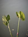 Pila ampullacea eggs on water taro plants