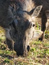 Pilanesberg National Park in South Africa Royalty Free Stock Photo