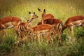 Pilanesberg National Park