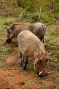 Pilanesberg National Park