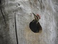 Pilated woodpecker