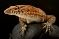 Pilbara rock monitor Varanus pilbarensis Royalty Free Stock Photo