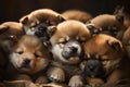 A pile of adorable Akita puppies cuddled together, perfect for showcasing the breed\'s charm. Generative Ai