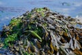 algae in the Atlantic Ocean of Brittany, France Royalty Free Stock Photo