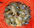 A pile of alive blue crabs