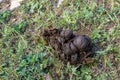 Pile of horse animal poop or shit or muck or dung
