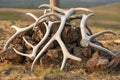 Pile of Antlers Holds Stack of Rocks and Wooden Post Royalty Free Stock Photo