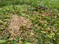 A pile of Ants eggs pupae on the garden lawn