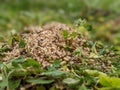 A pile of Ants eggs pupae lying in the grass in the garden