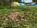 A pile of Ants eggs pupae lying in the grass next to someones feet Royalty Free Stock Photo