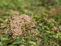 A pile of Ants eggs pupae sitting on the grass Royalty Free Stock Photo