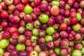 Pile of apples for cider