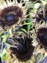 Harvested sunflowers drying in a metal basket on a wooden table Royalty Free Stock Photo