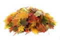 Pile of autumn colored leaves isolated on white background.A heap of different maple dry leaf . Royalty Free Stock Photo