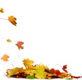 Pile of autumn colored leaves isolated on white background. Royalty Free Stock Photo