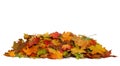 Autumn colored leaves isolated on white background.A heap of different maple dry leaf .Red and colorful foliage colors in Royalty Free Stock Photo