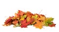 Pile of autumn colored leaves isolated on white background.A heap of different maple dry leaf .Red and colorful foliage colors in Royalty Free Stock Photo