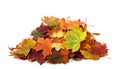 Pile of autumn leaves isolated on white background.A heap of different maple dry leaf .Red and colorful foliage colors in Royalty Free Stock Photo