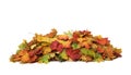 Pile of autumn colored leaves isolated on white background.A heap of different maple dry leaf .Red and colorful foliage colors in Royalty Free Stock Photo
