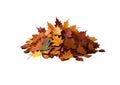 Pile of autumn colored leaves isolated on white background Royalty Free Stock Photo