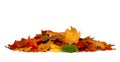 Pile of autumn colored leaves isolated on white background