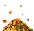 Pile of autumn colored leaves isolated on white background. Royalty Free Stock Photo