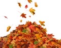 Pile of autumn colored leaves isolated on white background. Royalty Free Stock Photo