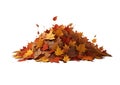 Pile of autumn colored leaves isolated on white background Royalty Free Stock Photo