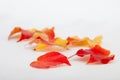 Pile of autumn colored leaves isolated on white background Royalty Free Stock Photo