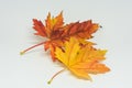 Pile of autumn colored leaves isolated on white background. Yellow Red and colorful foliage colors in the fall season Royalty Free Stock Photo