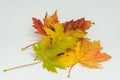 Pile of autumn colored leaves isolated on white background. Yellow Red and colorful foliage colors in the fall season Royalty Free Stock Photo