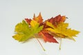 Pile of autumn colored leaves isolated on white background. Yellow Red and colorful foliage colors in the fall season Royalty Free Stock Photo